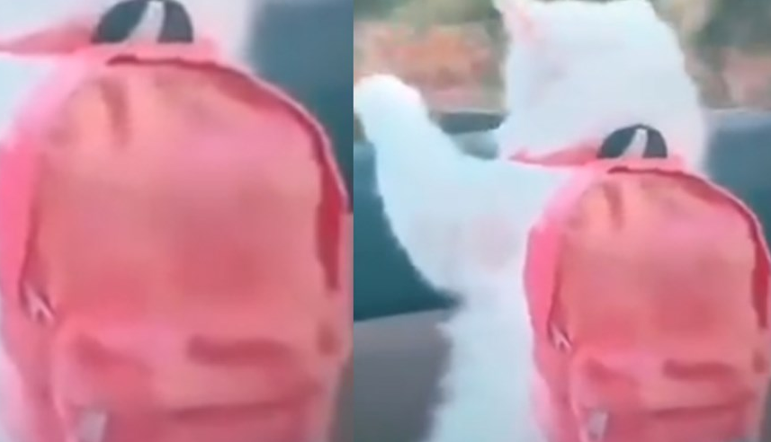 El gatito con mochila que promete enloquecer a todos | Redes
