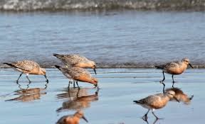 Ponen en marcha un plan nacional para conservar a las aves playeras | Clima, naturaleza y medio ambiente