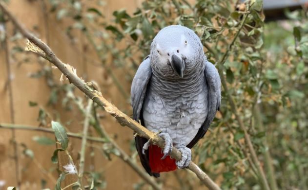 "¡Jodete!": cinco loros grises fueron separados de un Zoo por decir groserías a los visitantes | Internacionales