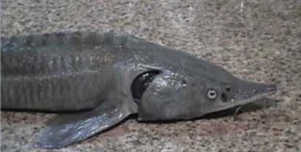 Misterio por la aparición de un esturión ruso en el río Paraná | Actualidad