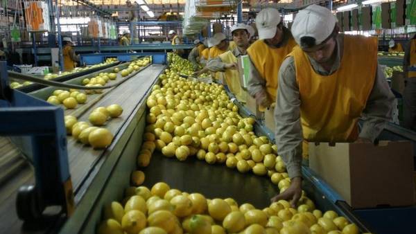 Estados Unidos autoriza el ingreso de limones del noroeste argentino | Actualidad