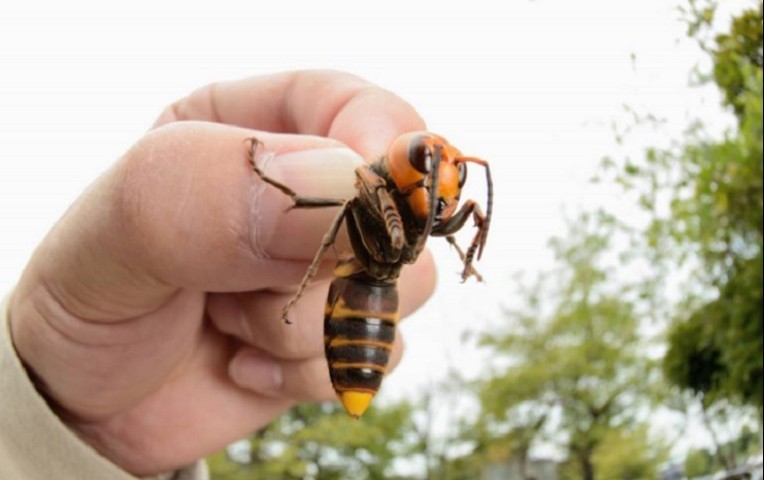 Preocupación por una colonia de "avispones asesinos gigantes" que entran en su "fase de matanza" | Internacionales