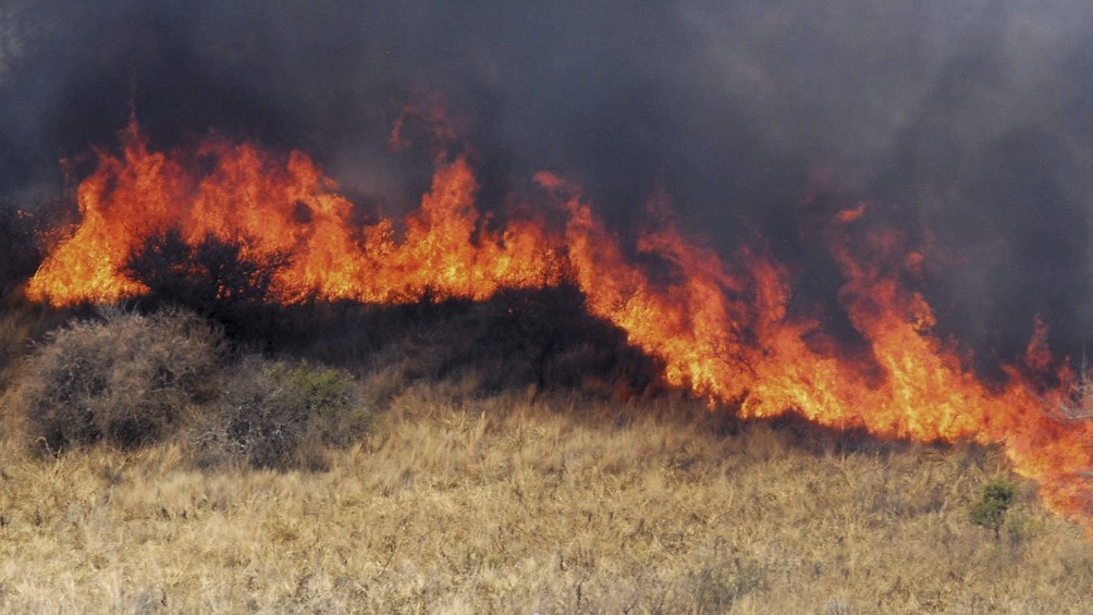 El fuego arrasó más de 210 hectáreas de bosques en Jujuy | Clima, naturaleza y medio ambiente