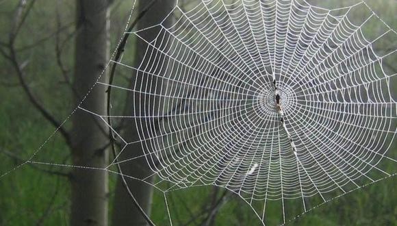 La terrorífica telaraña gigante que puede atrapar a los seres humanos | Curiosidades
