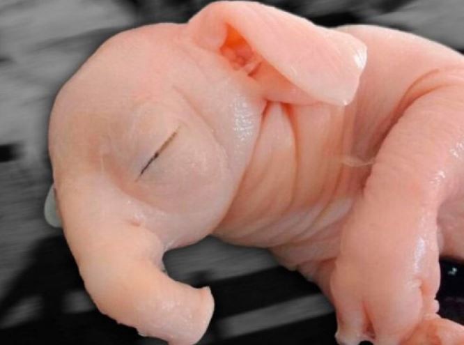 Nació un "chanchofante" en Pergamino: alertan sobre el uso de agrotóxicos | Actualidad