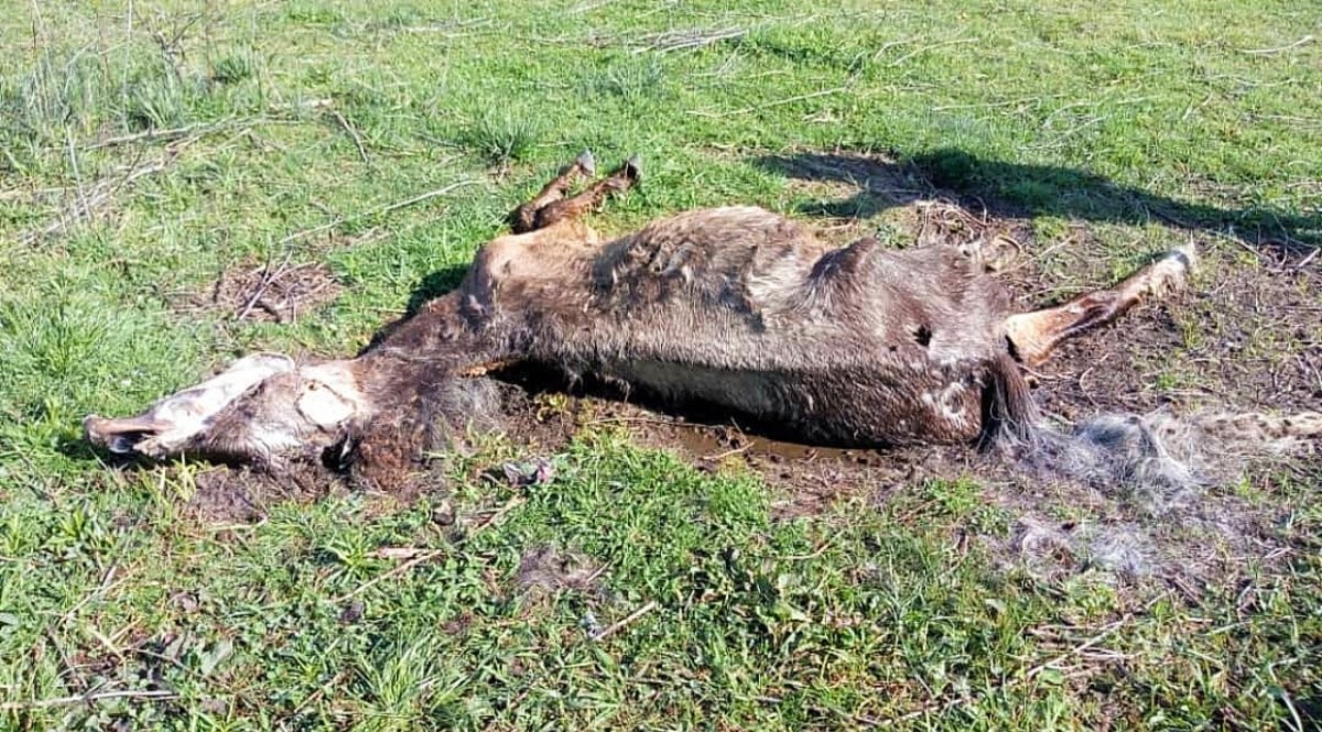 "El campo del horror": hallaron unos 500 caballos desnutridos y muertos en Esteban Echeverría | Actualidad