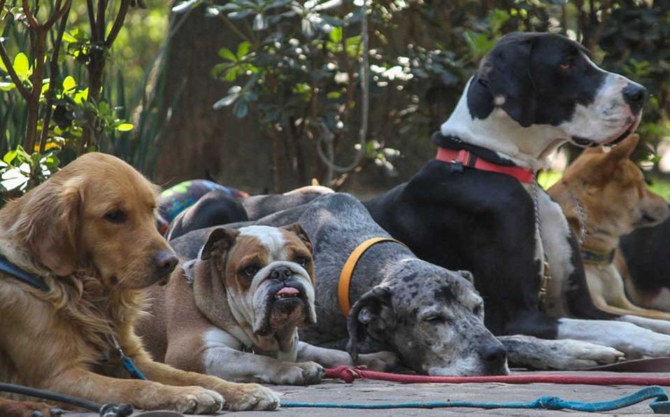 Se presentaron en la Justicia porque quieren adoptar y darle el apellido a sus perros | Curiosidades