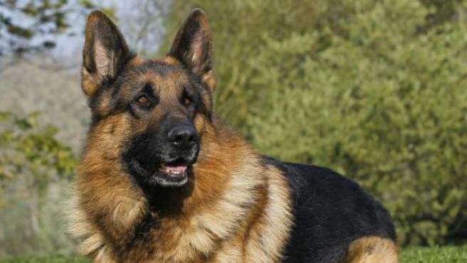 El perro que fue enterrado vivo y escapó de su propia tumba | Curiosidades