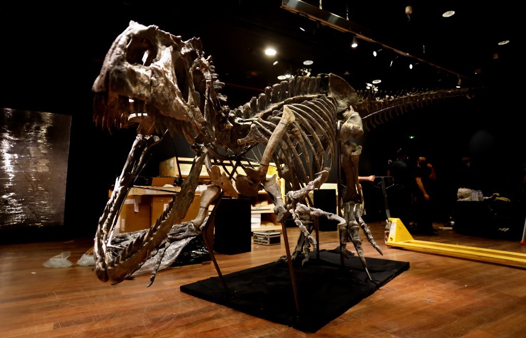 Subasta: US$ 3,6 millones por el "abuelo" del T-Rex | Internacionales