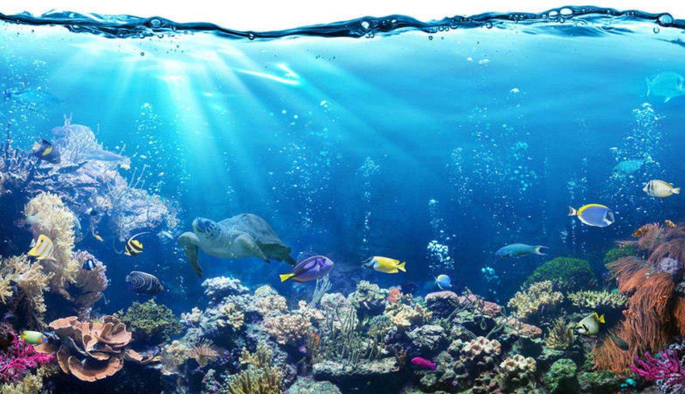 Realizan descubrimiento clave para comprender las bacterias que regulan el carbono en los mares | Clima, naturaleza y medio ambiente