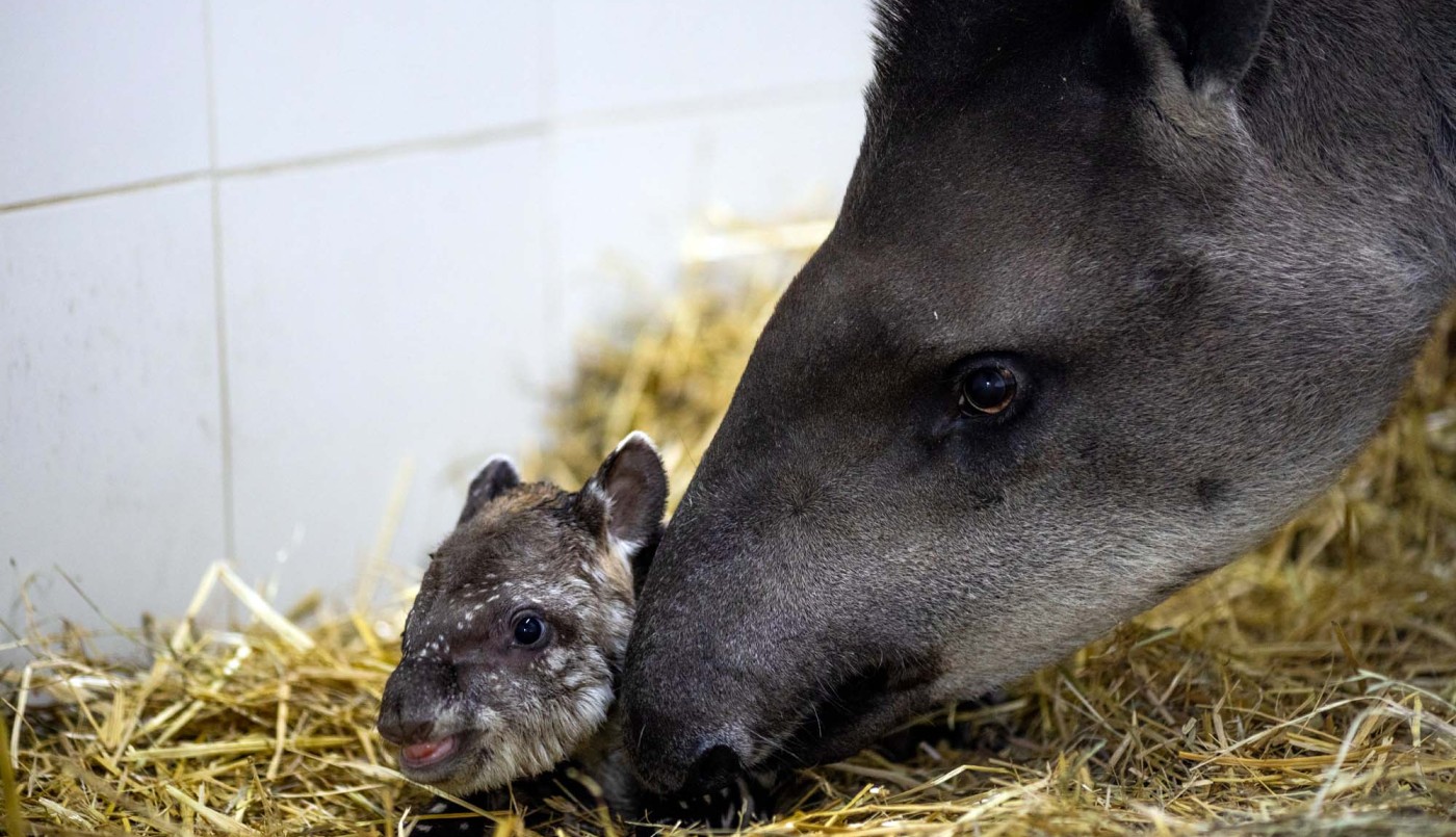 Nació un tapir macho en el Ecoparque porteño | Clima, naturaleza y medio ambiente