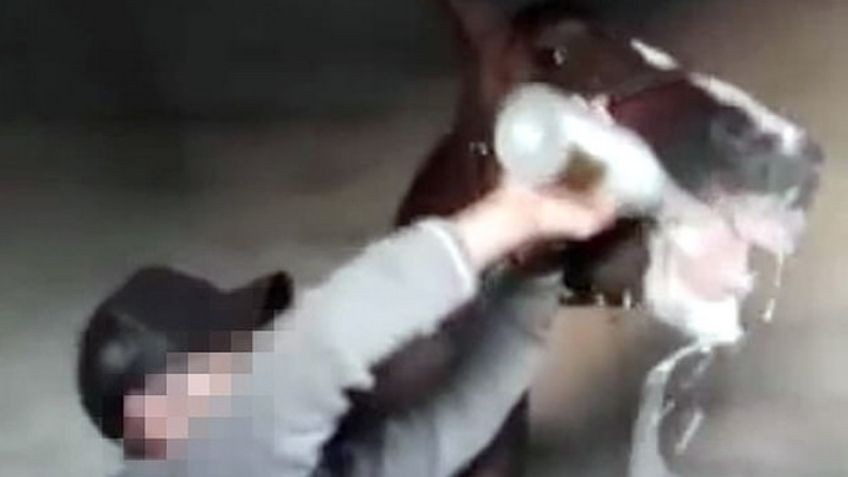 Video: un jinete obligó a su caballo a tomar champagne tras ganar una carrera | Curiosidades