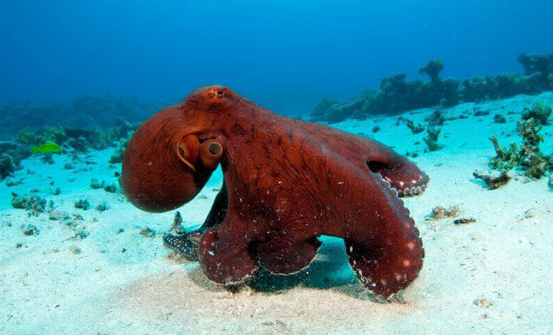 Saliva del pulpo rojo ayudaría contra el Alzheimer | Actualidad