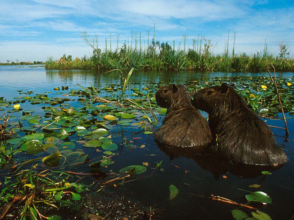 Los Esteros del Iberá, entre los destinos elegidos del New York Times para viajar en 2017 | Actualidad
