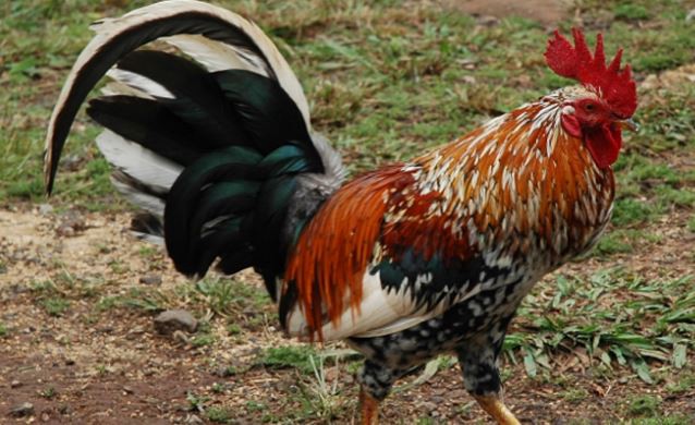 Pilar: dos detenidos por organizar riñas de gallos | Actualidad