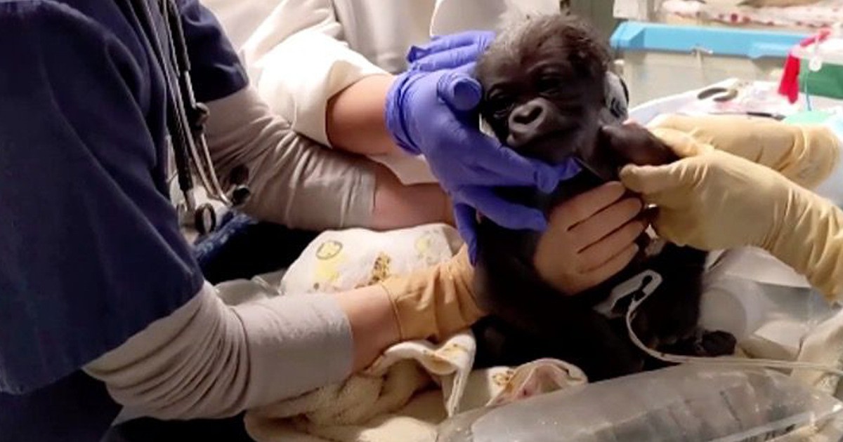 Video pura ternura: nació un bebé gorila por cesárea | Curiosidades