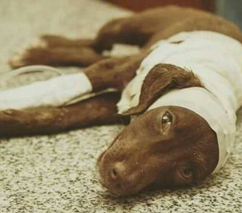 Dolor por la muerte de "Chocolate", el perro despellejado y abandonado | Actualidad