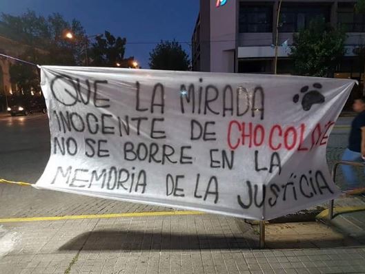 Piden justicia por "Chocolate", el perro despellejado que murió | Actualidad