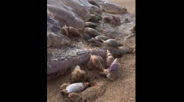 Video impactante: los cientos de caracoles que se devoran a una aguaviva gigante en la playa | Curiosidades