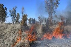 Cinco provincias continúan afectadas por incendios forestales | Clima, naturaleza y medio ambiente