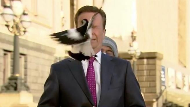 Video: la urraca que atacó en vivo a un cronista de televisión | Curiosidades