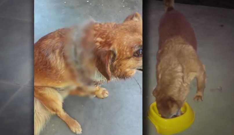 Horror en Córdoba: Murió otro "Chocolate" luego de una feroz agresión | Actualidad