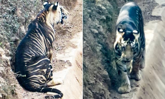 Al borde de la extinción: captan imágenes de un tigre negro | Clima, naturaleza y medio ambiente