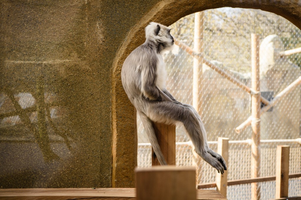 Estudio: monos de zoológico prefieren el ruido del tránsito antes que el de la naturaleza | Internacionales