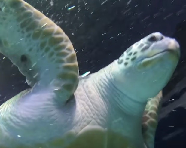 Tortuga engordó durante la cuarentena y la ponen a dieta | Curiosidades