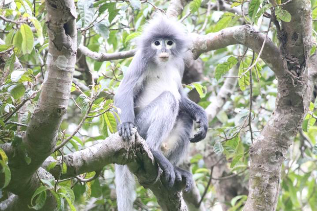 Descubrieron una nueva especie de primate: "Ya está en peligro de extinción" | Internacionales