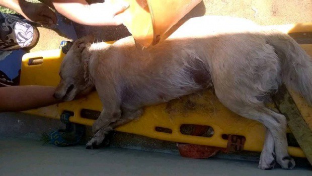 Murió un perro cuyo dueño lo dejó encerrado en el auto para ir a la playa | Actualidad