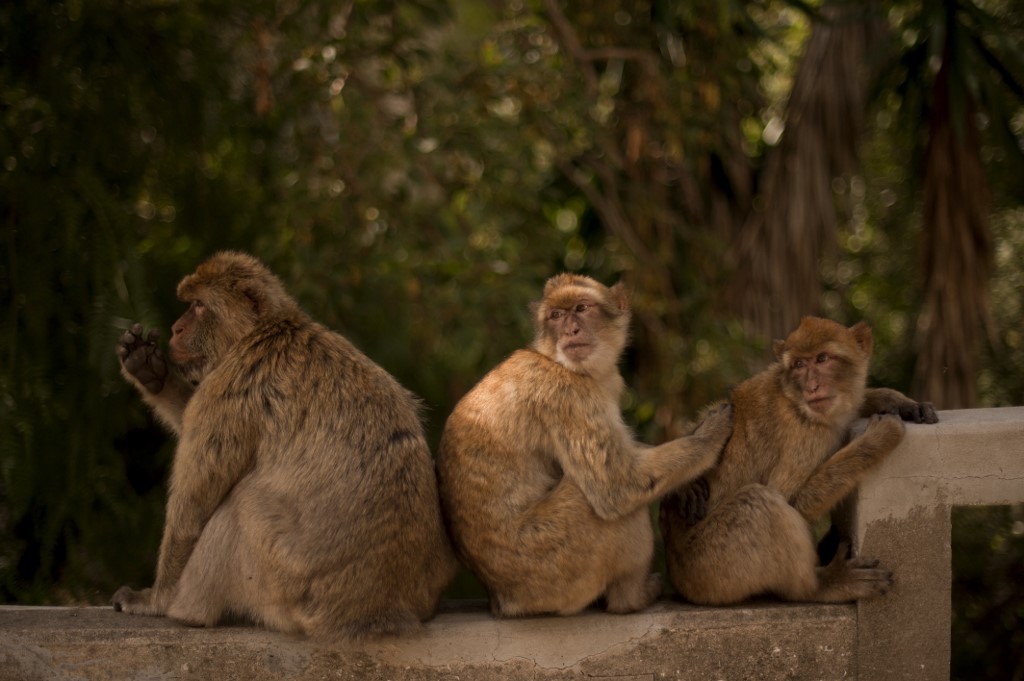 Mutación del coronavirus: Gibraltar no descarta el sacrificio de sus macacos de Berbería | Internacionales