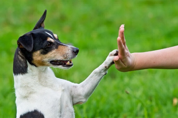 Proponen adiestrar perros callejeros para que ayuden a bomberos, policías y personas con discapacidad | Actualidad