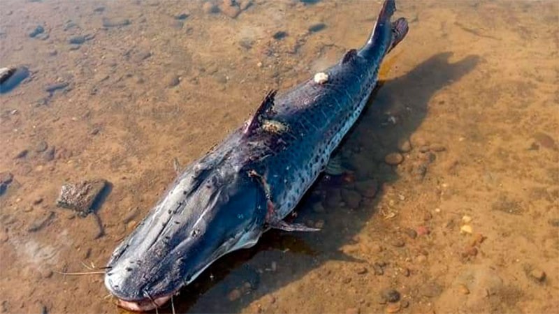 Bajante del río Uruguay: la triste imagen de un surubí y el escaso nivel de agua | Clima, naturaleza y medio ambiente