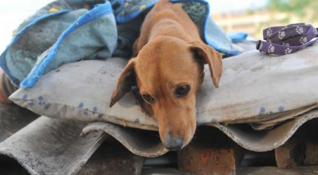 Horror en Córdoba: Entraron a un refugio de perros y masacraron a 37 mientras dormían | Actualidad