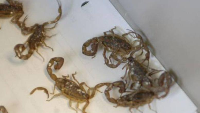 Una familia encontró más de 50 alacranes en su vivienda de Villa María | Actualidad