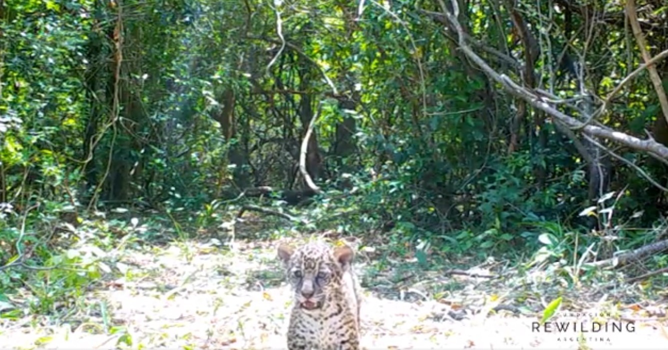 Video: nacieron dos yaguaretés en Corrientes | Actualidad