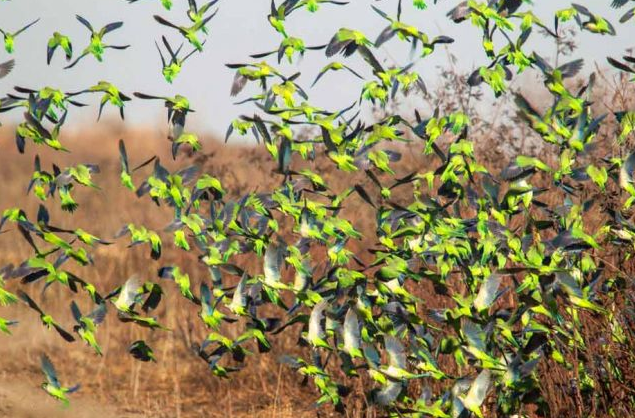 Las cotorras avanzan sobre provincias argentinas tras invadir vastas zonas de otros países | Clima, naturaleza y medio ambiente