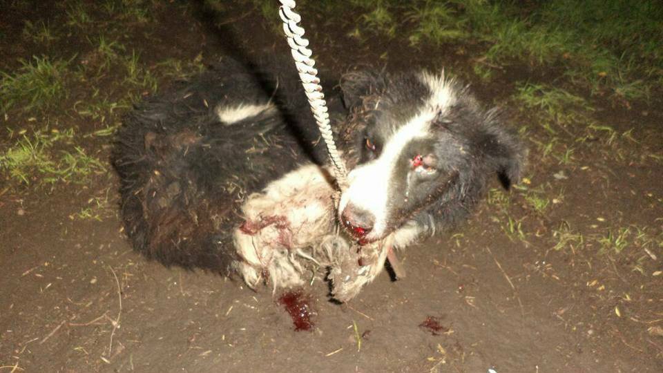 Horror en Pringles: un hombre atacó a hachazos a tres perros y uno murió | Actualidad