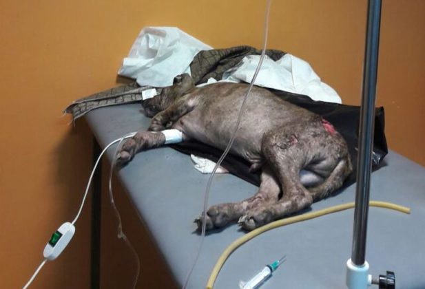 Otro caso como Chocolate: ahora despellejaron a un perro cachorro llamado Campeón en Jujuy | Actualidad