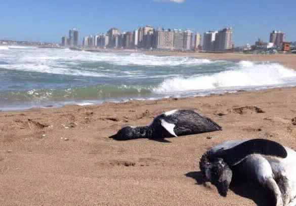 Misterio por la aparición de pingüinos muertos en las playas de Miramar | Actualidad