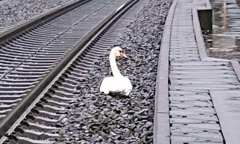 Tren interrumpido por operativo: un cisne murió en una vía y su compañero se quedó a su lado | Curiosidades