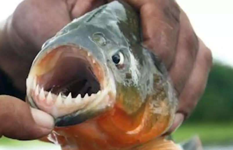 Ataque de palometas en Posadas: "Se está dando debido a las altas temperaturas y a la bajante del río" | Actualidad