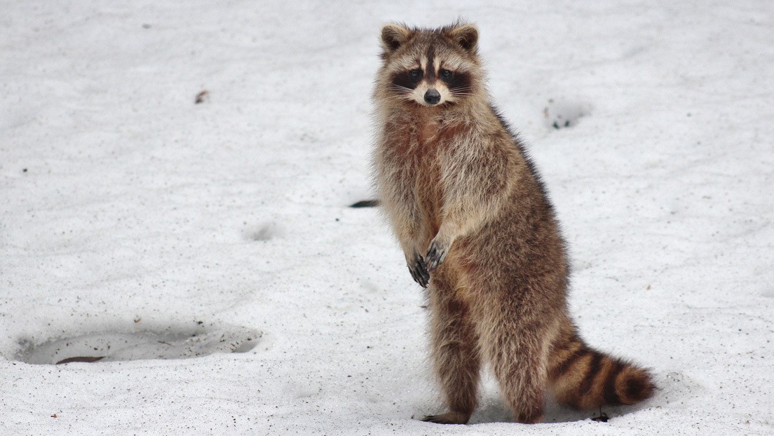 La reacción de un mapache cuando lo recatan de un lago congelado | Curiosidades