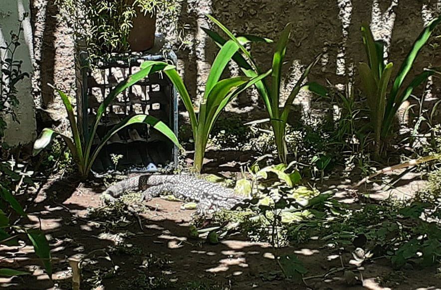 Vivieron tres años con un lagarto overo en el patio de su casa en Lomas de Zamora | Actualidad