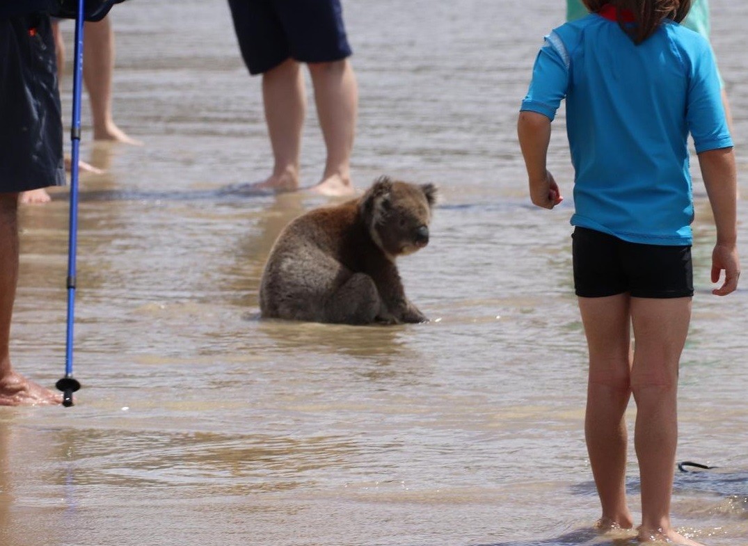 Video: un koala sorprendió a los veraneantes en la playa y una especialista lanzó una advertencia | Internacionales
