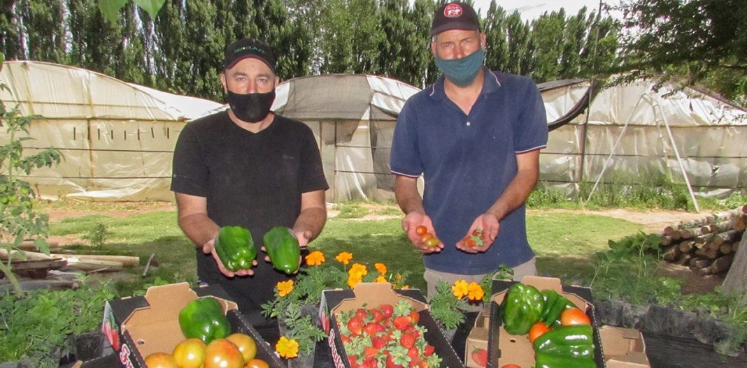 Desarrollaron un sistema hidropónico que utiliza material volcánico de origen neuquino | Actualidad