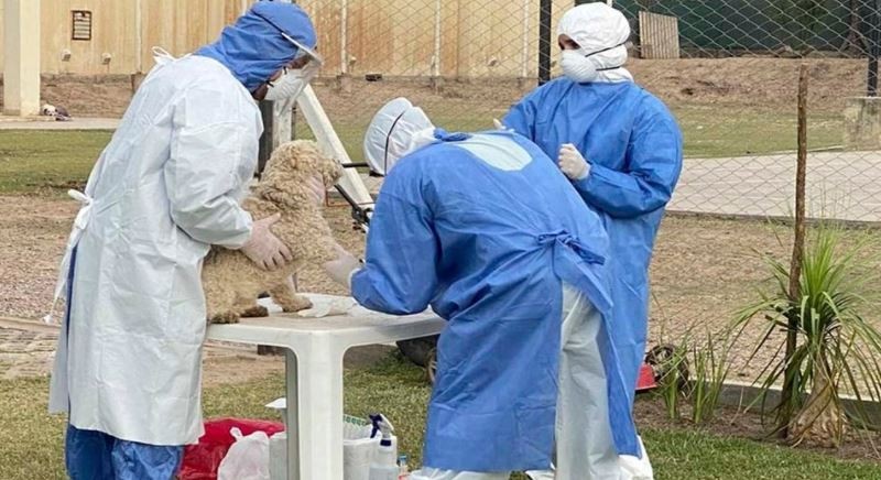 Coronavirus en animales: cuáles son los síntomas y cómo hay que cuidarlos | Clima, naturaleza y medio ambiente