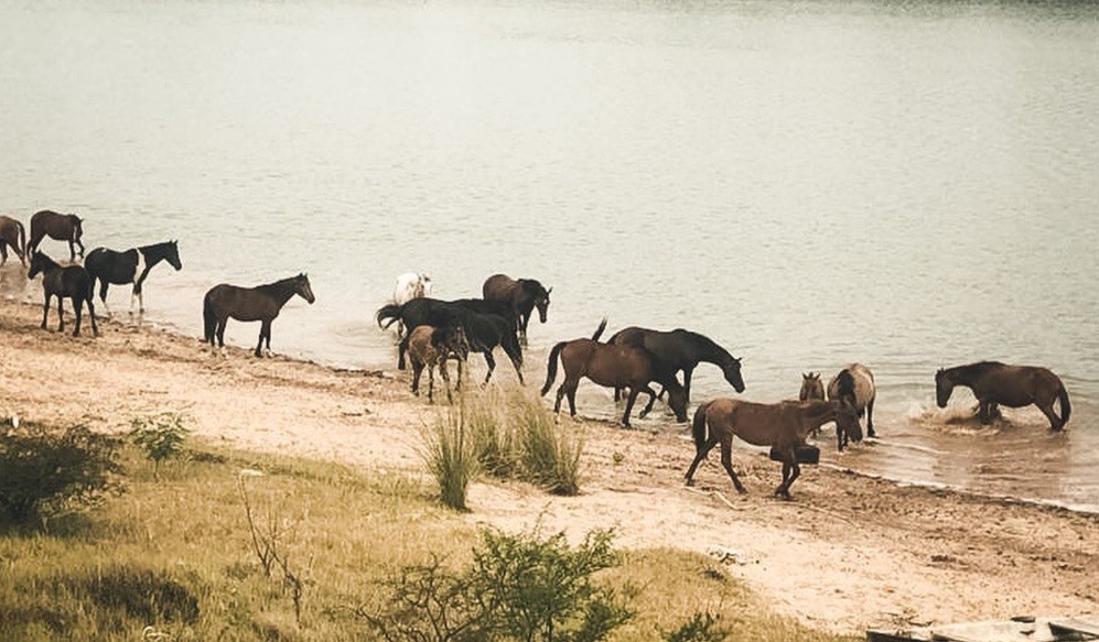 Recuperan caballos en la calle y los dejan libres: santuario en Entre Ríos | Actualidad