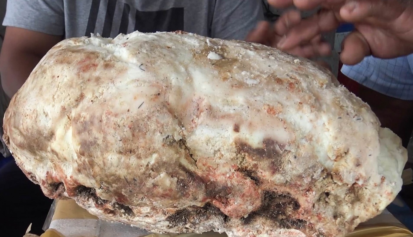 Encontró vómito de cachalote y lo vende en miles de dólares | Curiosidades